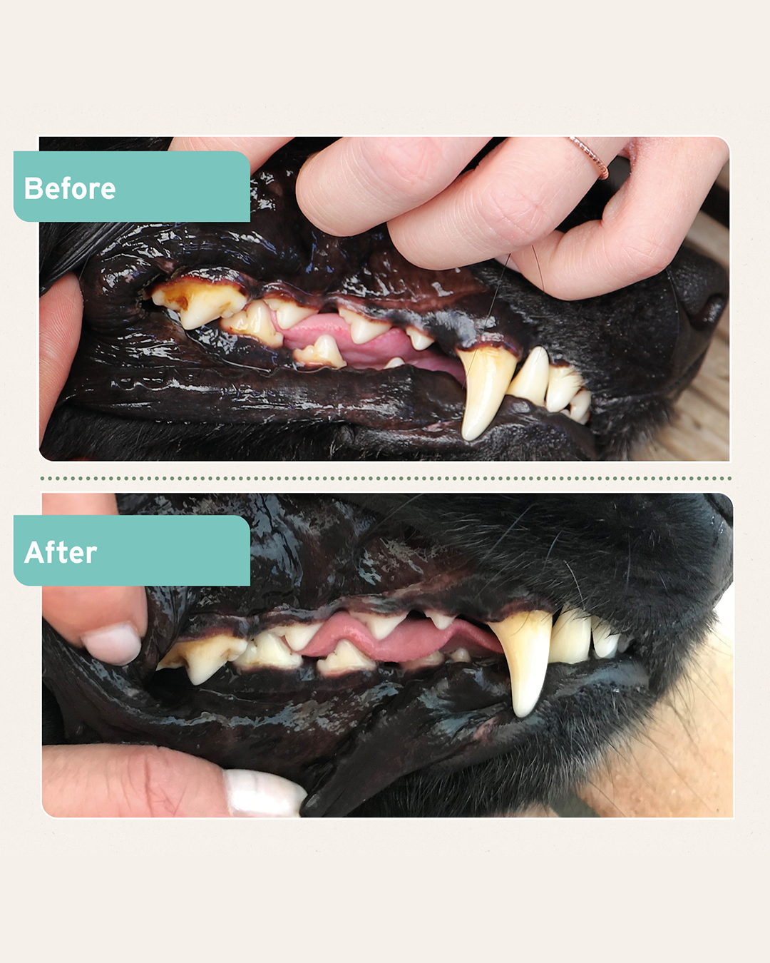 אבקת ניקוי דנטלי לכלבים וחתולים